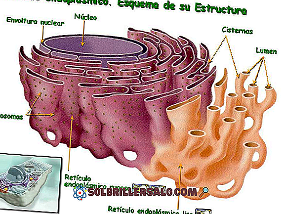 Glattes endoplasmatisches Retikulum: Eigenschaften, Struktur und Funktionen