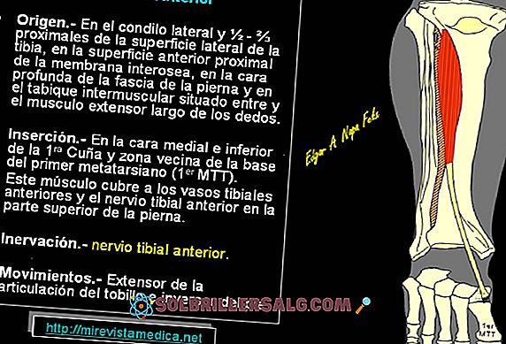 anatomia i fizjologia - Mylohyoid Muscle: Origin and Insertion and Functions