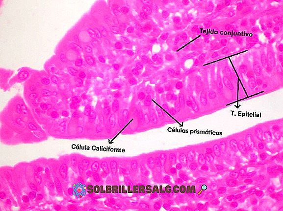 anatomia e fisiologia - Rivestimento del tessuto epiteliale: definizione e tipi