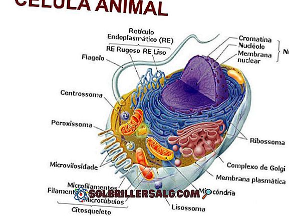 Zellorganellen in tierischen und pflanzlichen Zellen (Eigenschaften und Funktionen)