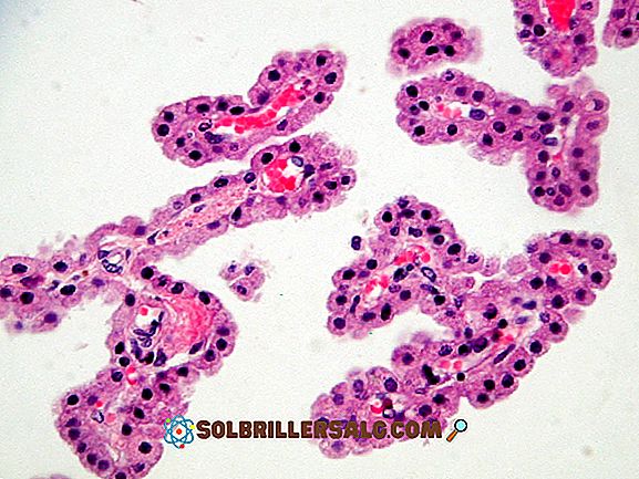 Cellule dendritique: types, fonctions et histologie