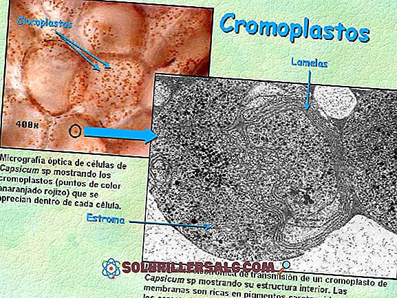 Amiloplastlar: özellikleri, işlevleri, yapısı