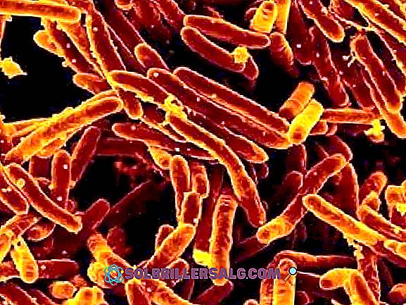 Tubercle bacillus parazita vagy szaprofit