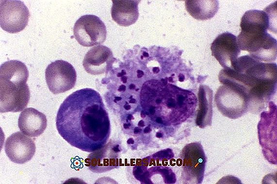 biologi - Hva er fagocytose?