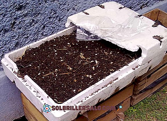 Worm composting: caratteristiche, processo di produzione, tipi
