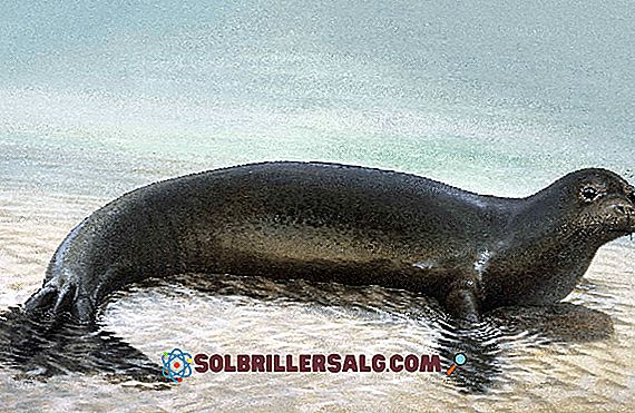 Seal Caribbean Caribbean (Neomonachus tropicalis)