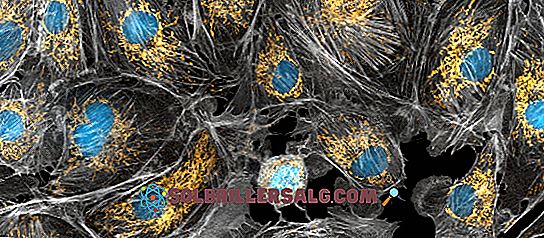 biologia - Mitochondria: partie, funkcje i powiązane choroby