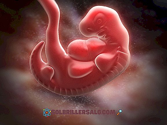 Rozwój embrionalny: etapy i ich charakterystyka (tydzień do tygodnia)